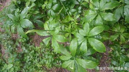 天然植物提取物獸用作用,飼用植物及其提取物在飼料替抗中的應用