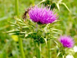 水飛薊賓葡甲胺